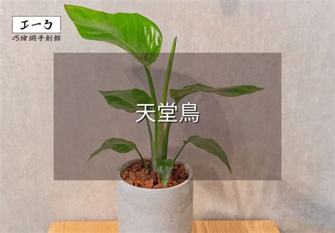 天堂鳥植物|天堂鳥植物完全栽培指南 從選擇到養護 